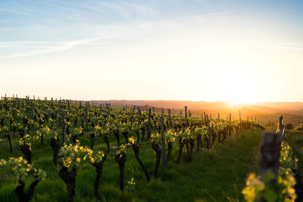 Vineyard rows at King's Ranch